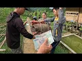 Download Lagu Bán lợn trong trang trại chuẩn bị ăn rằm tháng 7, cuộc sống tự nhiên