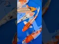 Download Lagu Japanese koi left with a customer today. #koi #koifish #fish #koipond #Japanesekoi #koilovers
