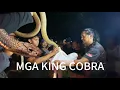 Download Lagu DALAWANG MONSTER KING COBRA SA UNISAN QUEZON!