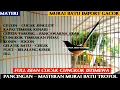 Download Lagu MURAI BATU GACOR ~ FULL ISIAN CUCAK CUNGKOK - PANCINGAN MURAI AGAR BUNYI  - MASTERAN MURAI BATU