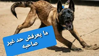 تدريب كلاب على عدم الانتباه للغرباء تحت أي ضغط دندنها