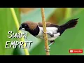 Download Lagu suara burung Emprit atau Pipit