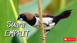 suara burung emprit atau pipit
