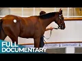 Champion Race Horses Inside a Multi - Million Dollar Business FD Finance