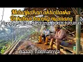 HIDUPKU DI DESA || ke kebun lagi bantuin mamang 