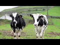 Download Lagu Dairy Cow Holstein Friesian Cow Farming  • Cow Video