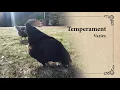 Olive Egger Chicken Breed Spotlight