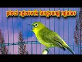 Download Lagu Pleci Ngeriwik Sambung Ngalas Pancingan Untuk Pleci Bahan Biar Gacor