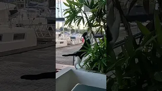Cat at marina Shelter Bay, Panama #shorts #cats #shelterbaymarina