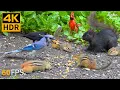 Download Lagu Katten TV 😺🐦 Gekke vogels en eekhoorns 🐿 Spelletjes voor katten 4K HDR