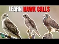 Learn 10 Common Hawk Calls