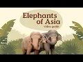 Download Lagu Video Guide - Elephants of Asia