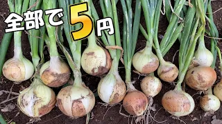1粒0.3円の種を植えたら、玉ねぎが15個できた