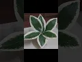 Download Lagu Artificial leaf plant making by using masking tape.attractive artificial plant for home decoration