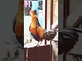 Download Lagu Rooster alarm