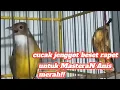 Download Lagu Cucak jenggot beset rapet untuk Masteran Anis merah mantep cuy!!!