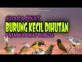 Download Lagu Suara Pikat Burcil Paling Ampuh || Pikat Burcil Ribut Dihutan