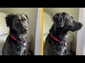 This dog took a DNA test Is it a lab collie mix