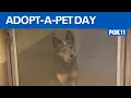 Free pet adoption event this weekend FOX 11 LA