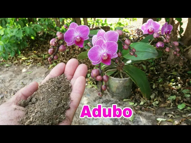 ESSE ADUBO FANTÁSTICO FAZ QUALQUER ORQUÍDEA FLORIR!!