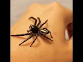 Rojin - The Friendly Hyllus Giganteus Jumping Spider going on a stroll