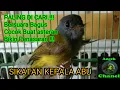 Download Lagu SUARA BURUNG SIKATAN KEPALA ABU