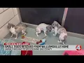 Erie County SPCA rescues 14 small dogs from Williamsville home