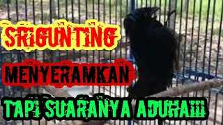 Download BURUNG SRIGUNTING MENYERAMKAN TAPI SUARANYA ADUHAI UNTUK MASTERAN BURUNG MURAI BATU MP3