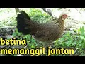 Download Lagu SUARA PIKAT AYAM HUTAN BETINA MEMANGGIL PEJANTAN//MAU KAWIN