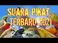 Download Lagu SUARA PIKAT SEMUA JENIS BURUNG KECIL TERBARU versi kutilang ribut  #soudtrapbird #birdtrap