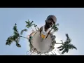 Boj - Action Boyz Ft. Obongjayar (Visualiser)