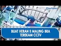 Download Lagu Buat Geleng Kepala! Maling Bra Terekam CCTV