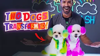TWO PUPS AMAZINGLY TRANSFORMED | Glow Up The Pup