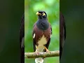 Download Lagu Suara Burung Jalak Suren Gacor Full Durasi – Cocok untuk Masteran #kicaumania #kicaumanianusantara