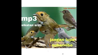 Download suara burung srdc bandel  @hobynusantara5159 silahkan di coba mantap guys !!! MP3