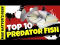 Download Lagu Top 10 Predator Saltwater Fish