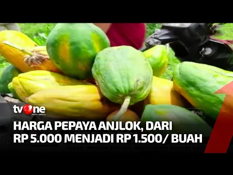 Harga Buah Anjlok, Panen Pepaya Dijadikan Pakan Sapi