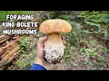 I found King Bolete MUSHROOMS in the Cascade Mountains