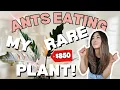 Download Lagu ANTS are EATING my $850 PLANT?! | Houseplant Care Routine + Tips | Plant Chores | Carmel Marble