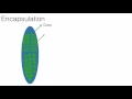 Java Object Oriented Concepts - Encapsulation