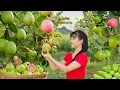 Download Lagu TIMELAPSE -- 999 Days Harvest 1000+ Giant Wild Guava Fruit from Villagers, Go to Market Sell