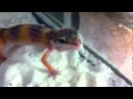 Screaming Leopard Gecko