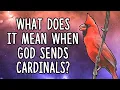 What Does It Mean When God Sends Cardinals Cardinal Spirit Animal