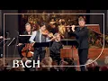 Download Lagu Bach - 'Brandenburgs' concert nr. 5 in D groot BWV 1050 - Sato | Nederlandse Bachvereniging