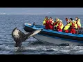 Download Lagu Big Whale Safari \u0026 Puffins – Modern RIB Speedboats, Whale Watching from Húsavík, Iceland
