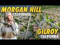 Morgan Hill vs Gilroy Which is Better