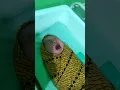 Suara bayi Lahir Nangis owek owek