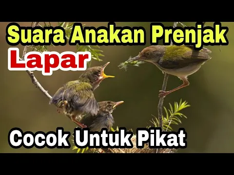 Download MP3 BUKTIKAN SENDIRI suara pikat burung prenjak kepala merah dan jenis burung lainnya