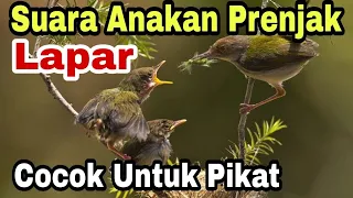 Download BUKTIKAN SENDIRI suara pikat burung prenjak kepala merah dan jenis burung lainnya MP3