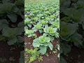 Lagu kubis/kol tumbuh subur dengan 2 jenis pupuk NPK 15 dan Bas